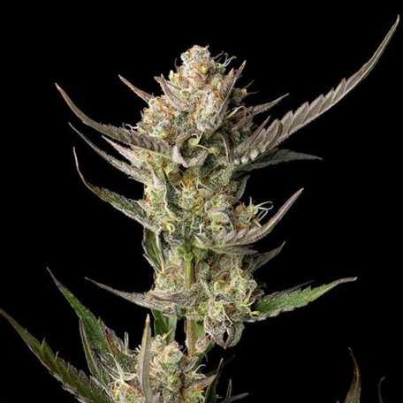 (Bild für) OG Kush Feminised Seeds