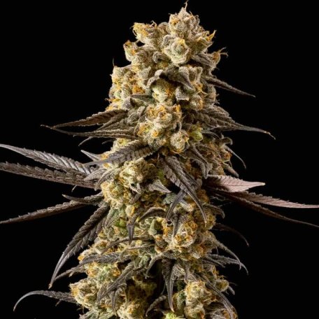 (Bild für) Banana Biscotti F1 Feminised Seeds