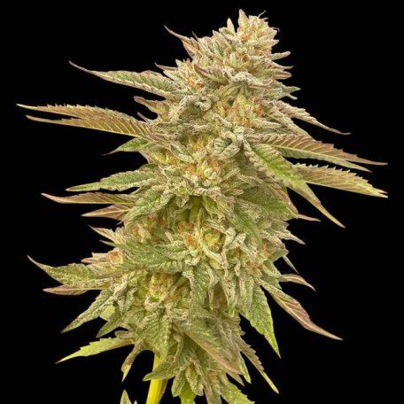 (Bild für) Pineapple OG Feminised Seeds