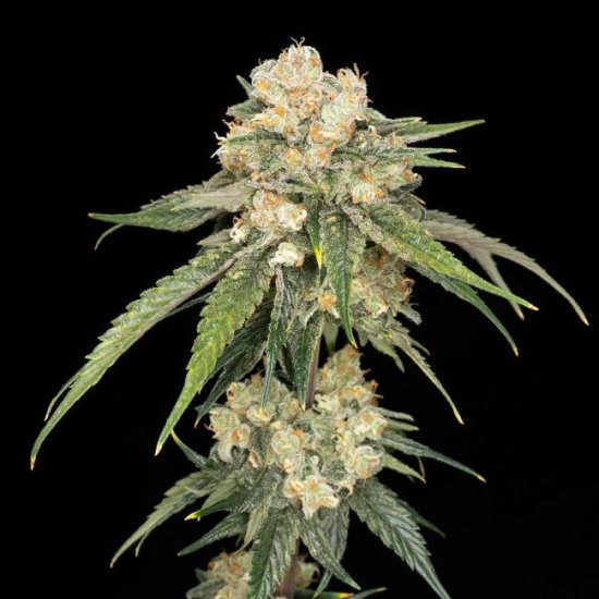 (Bild für) Ice Dream Cake Feminised Seeds