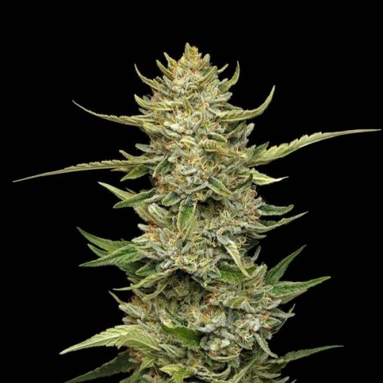 (Bild für) Sour Diesel Auto Feminised Seeds