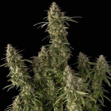 (Bild für) Pineapple OG Auto Feminised Seeds