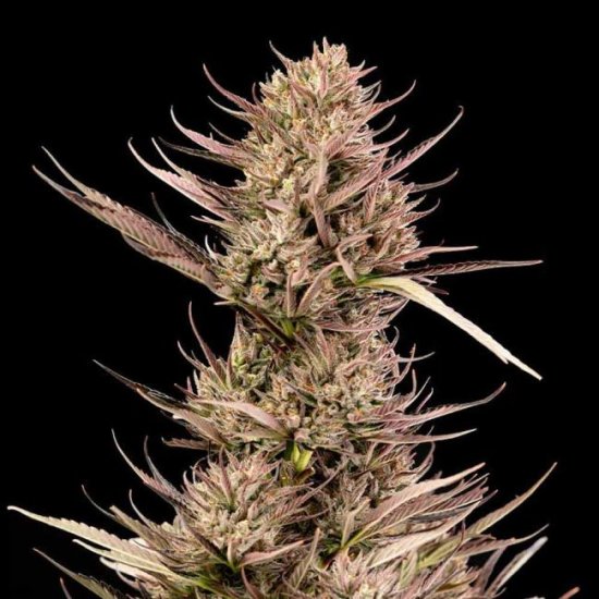 (Bild für) Garlic Muffin F1 Auto Feminised Seeds