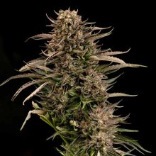 (Bild für) Fatso GMO F1 Auto Feminised Seeds