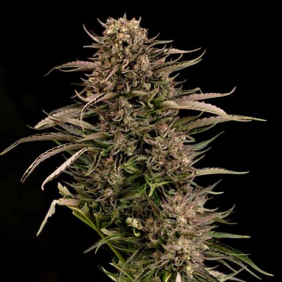 (Bild für) Fatso GMO F1 Auto Feminised Seeds