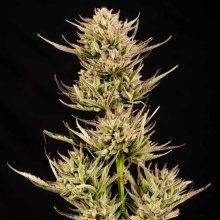 (Bild für) Cookie Apple OG F1 Auto Feminised Seeds