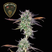 (Bild für) Gelato 41 BX Feminised Seeds