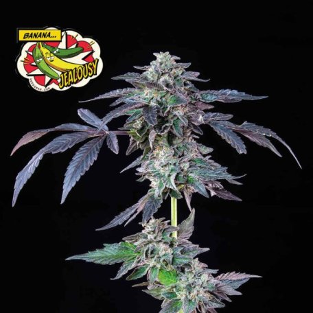 (Bild für) Banana Jealousy Feminised Seeds