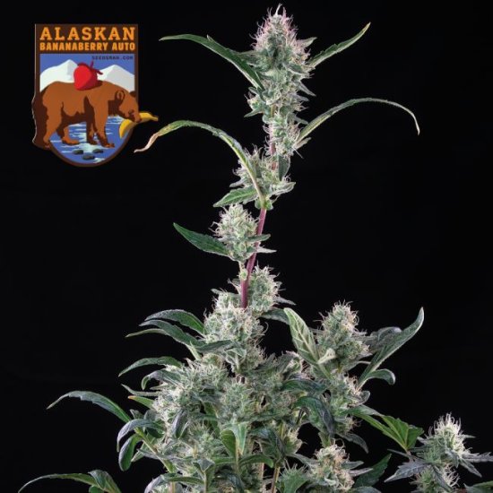 (Bild für) Alaskan Bananaberry Auto Feminised Seeds