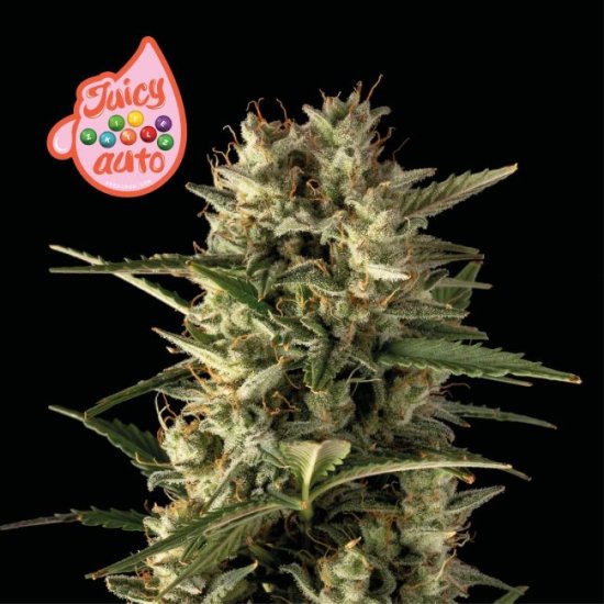 (Bild für) Juicy Zkittlez Auto Feminised Seeds