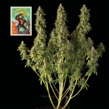 (Bild für) Gorilla Candy Auto Feminised Seeds