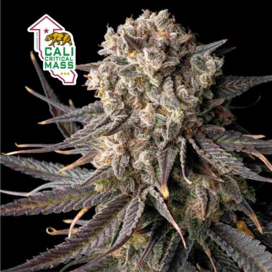 (Bild für) Cali Critical Mass Feminised Seeds