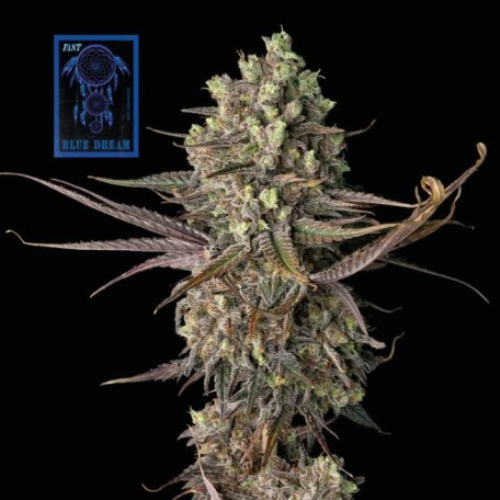 (Bild für) Blue Dream Fast Feminised Seeds