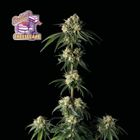 (Bild für) Bubba Cheesecake Feminised Seeds