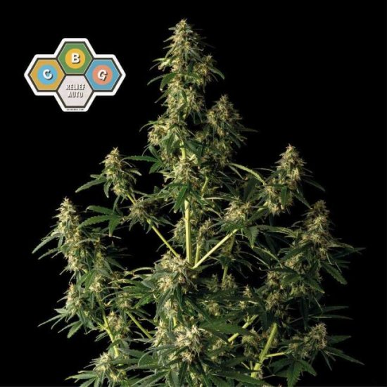 (Bild für) CBG Relief Auto Feminised Seeds