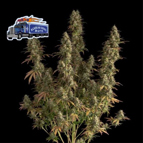 (Bild für) Alaskan Diesel Auto Feminised Seeds