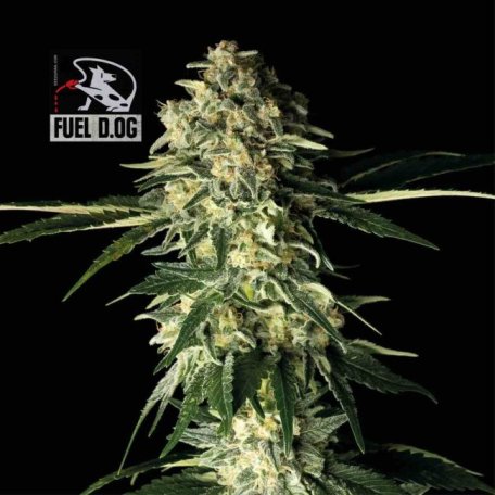 (Bild für) Fuel D.OG Feminised Seeds