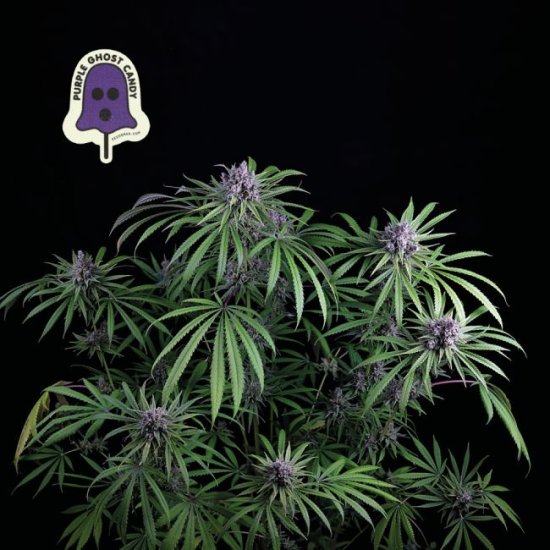 (Bild für) Purple Ghost Candy Feminised Seeds