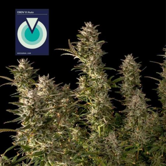 (Bild für) CBDV 1:1 Auto Feminised Seeds