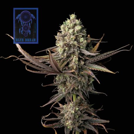 (Bild für) Blue Dream Feminised Seeds