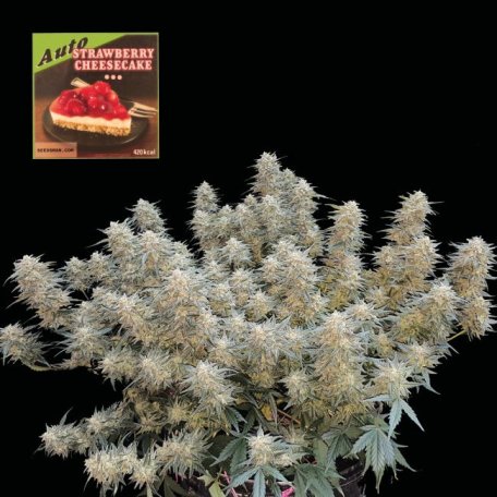 (Bild für) Strawberry Cheesecake Auto Feminised Seeds