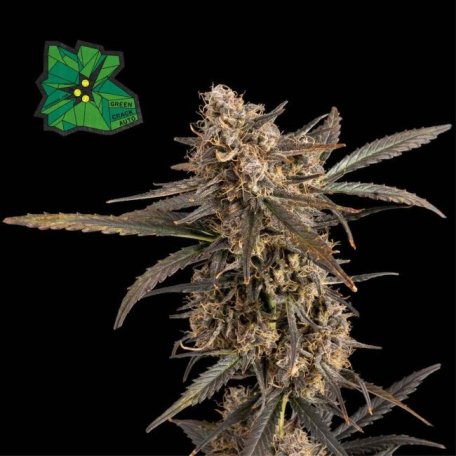 (Bild für) Green Crack Auto Feminised Seeds