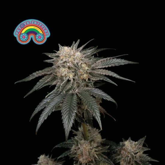 (Bild für) Peyote Zkittlez Feminised Seeds