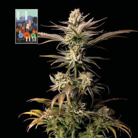 (Bild für) L.A. Peyote Kush Feminised Seeds