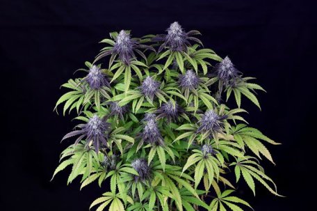 (Bild für) Peyote Wi-Fi CBD 2:1 Feminised Seeds