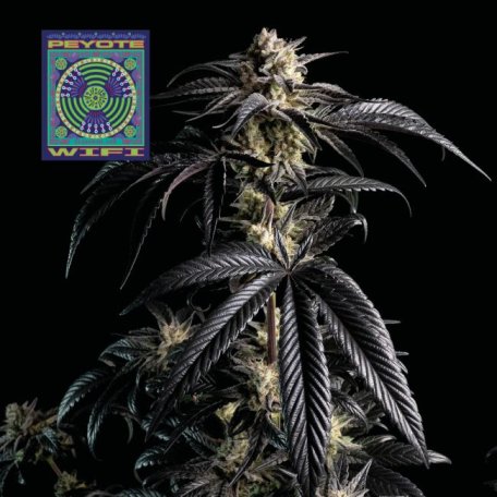 (Bild für) Peyote Wi-Fi Feminised Seeds