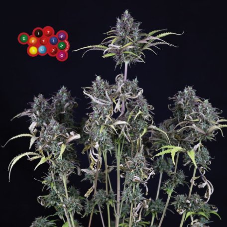 (Bild für) Zkittlez Auto Feminised Seeds