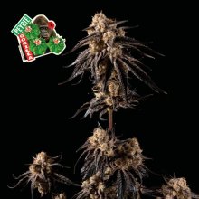 (Bild für) Peyote Gorilla Feminised Seeds