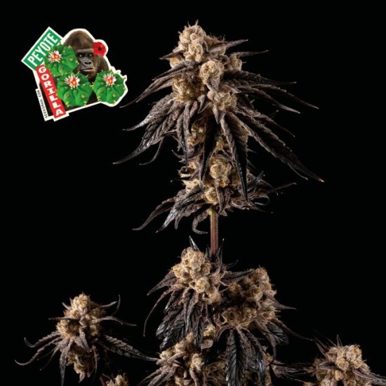 (Bild für) Peyote Gorilla Feminised Seeds