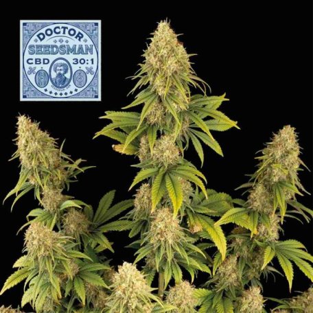 (Bild für) Doctor Seedsman CBD 30:1 Feminised Seeds