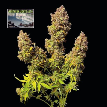 (Bild für) Northern Lights Auto Feminised Seeds