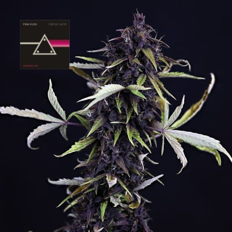 (Bild für) Pink Kush CBD 30:1 Auto Feminised Seeds