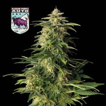 (Bild für) Alaskan Purple Auto Feminised Seeds