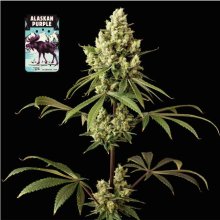 (Bild für) Alaskan Purple Feminised Seeds