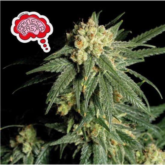 (Bild für) Amnesia Fast Feminised Seeds