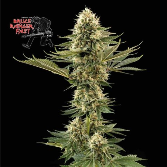 (Bild für) Bruce Banger Fast Feminised Seeds