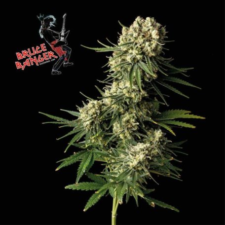 (Bild für) Bruce Banger Feminised Seeds