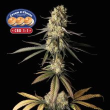 (Bild für) Cream & Cheese CBD 1:1 Feminised Seeds