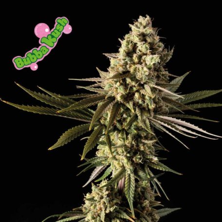 (Bild für) Bubba Kush Feminised Seeds