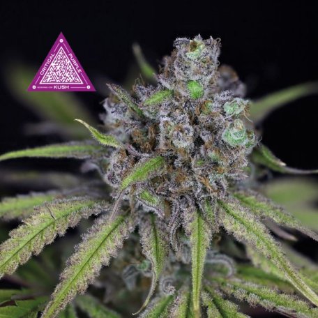 (Bild für) Critical Purple Kush Feminised Seeds