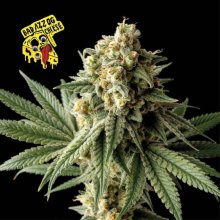 (Bild für) Badazz OG Cheese Feminised Seeds