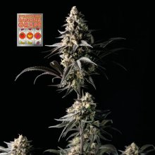 (Bild für) Strawberry Banana Grape Feminised Seeds