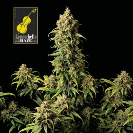 (Bild für) Lemonchello Haze Feminised Seeds