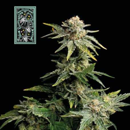 (Bild für) White Widow Fast Feminised Seeds