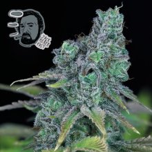 (Bild für) Jack Herer Fast Feminised Seeds