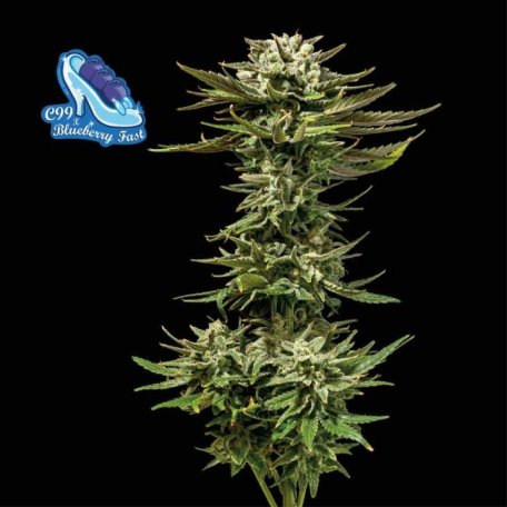 (Bild für) C99 x Blueberry Fast Feminised Seeds